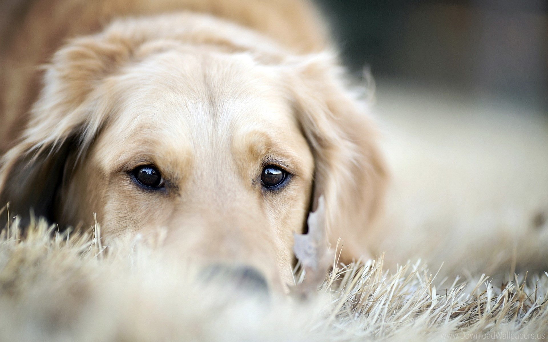 Why Muzzling Isn’t Cruel: When It Helps Your Dog and Others