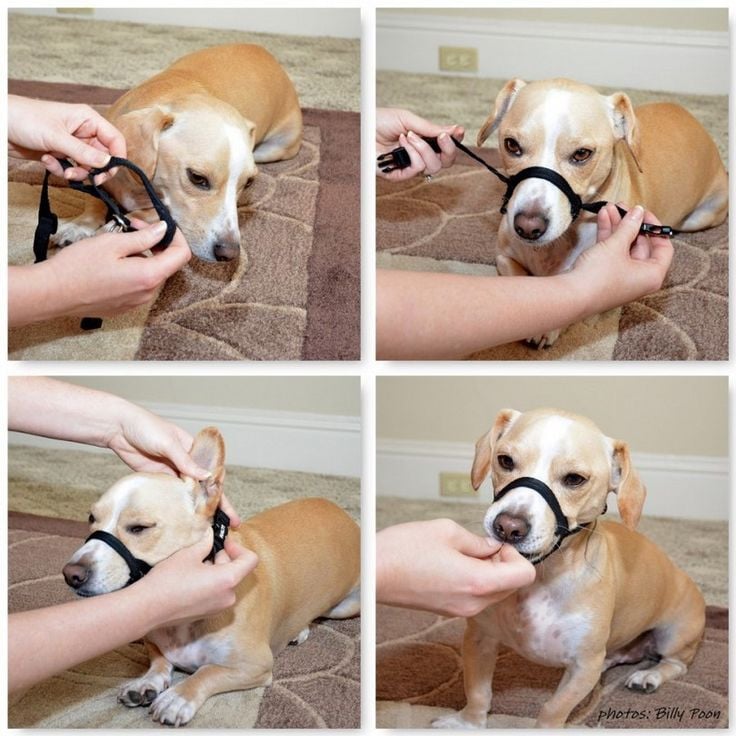 Easy Ways to Create a Dog Muzzle with Household Items
