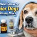 Best Nasal Sprays for Senior Dogs with Runny Noses