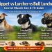 Whippet vs Lurcher vs Bull Lurcher: Correct Muzzle Size & Fit Explained