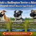 Saluki vs Bedlington Terrier vs Ibizan Hound: Which Muzzle Type Is Safest?