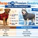 Cheap vs Premium Sweaters for Large Dogs – Which Is Worth It?