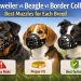 Rottweiler vs Beagle vs Border Collie: Which Muzzle Is Safest?