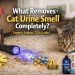 What Removes Cat Urine Smell Completely?