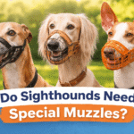 Do Sighthounds Need Special Muzzles Complete Safety Guide for Greyhound, Saluki & Ibizan Hound Owners