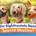 Do Sighthounds Need Special Muzzles Complete Safety Guide for Greyhound, Saluki & Ibizan Hound Owners