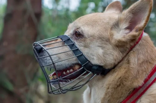 Best Basket Dog Muzzles in 2026