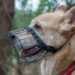 Best Basket Dog Muzzles in 2026