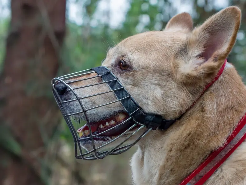 Best Basket Dog Muzzles in 2026