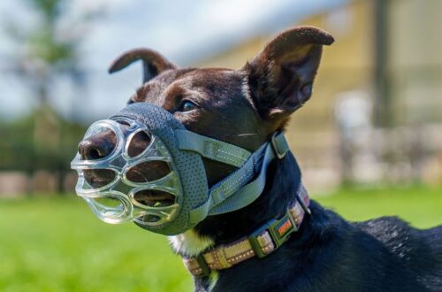 Best Dog Muzzle for Pitbulls: Stop Biting Safely Without Blocking Breathing or Panting