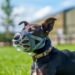 Best Dog Muzzle for Pitbulls: Stop Biting Safely Without Blocking Breathing or Panting