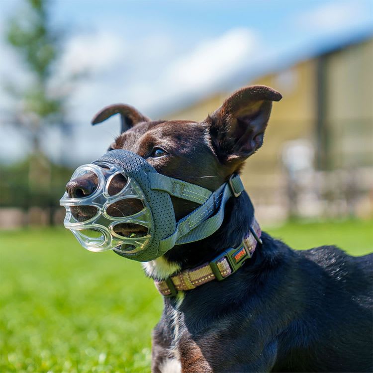 Best Dog Muzzle for Pitbulls: Stop Biting Safely Without Blocking Breathing or Panting