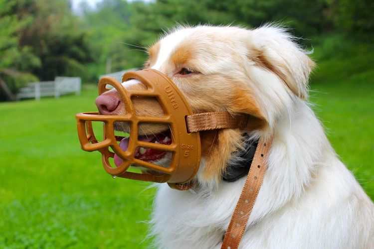 Best Dog Muzzle to Prevent Biting Around Children and Guests at Home