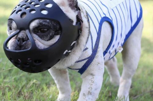 Best Muzzle for Short‑Nosed Dogs