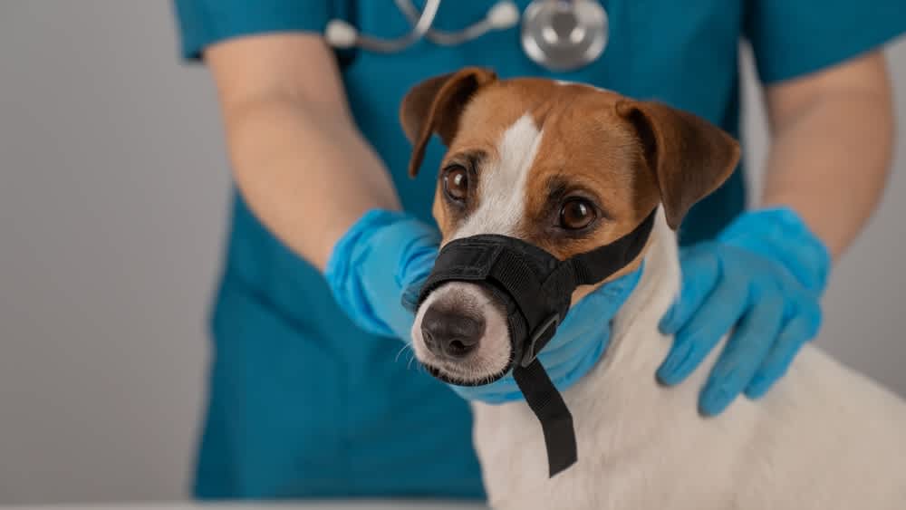 The Best Muzzles for Vet Visits With Bite‑Risk Dogs