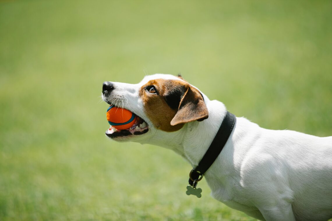 Types of Muzzles for Dogs