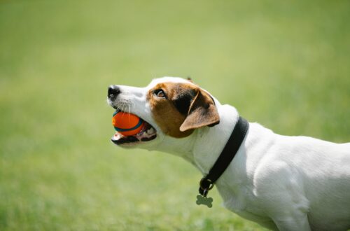 Types of Muzzles for Dogs