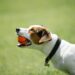 Types of Muzzles for Dogs